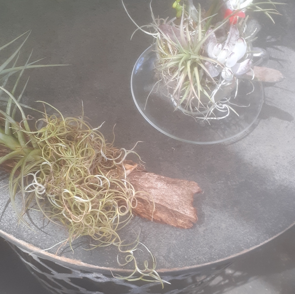 $26/ 2 AIR PLANT Thilandsia boho Home garden decor - Picture 8 of 11